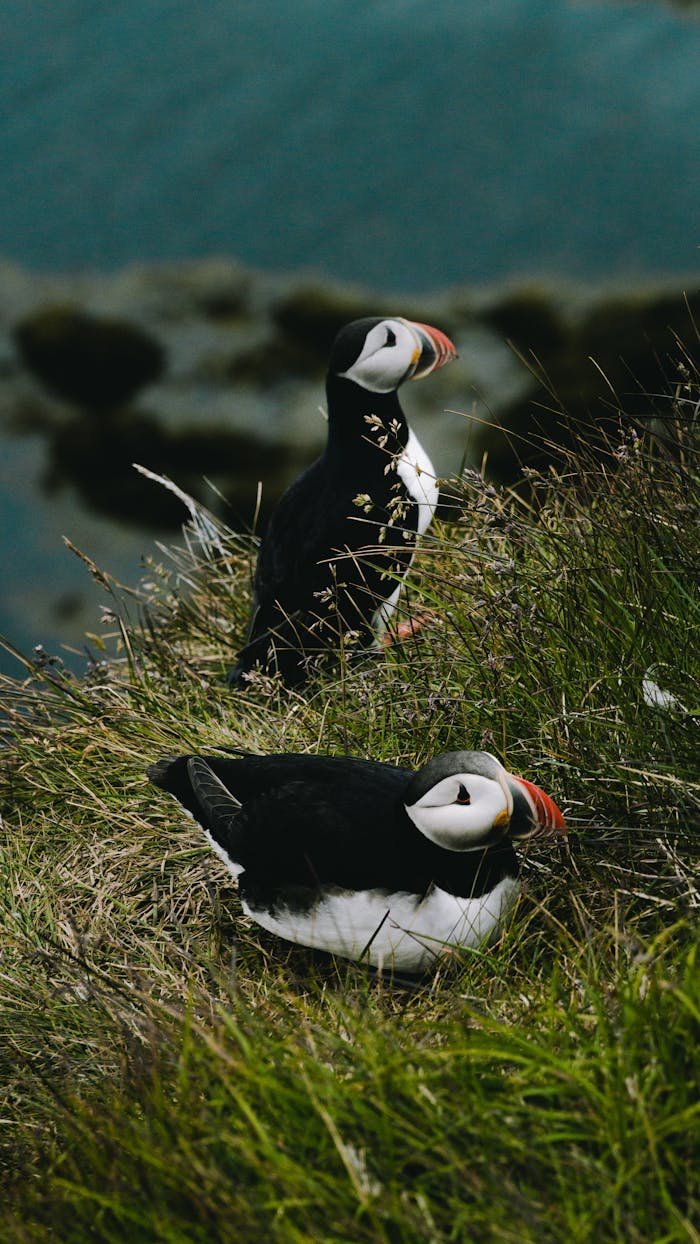 Pair of puffins resting on a grassy cliff in Iceland, showcasing wildlife beauty.